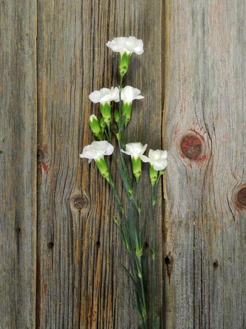 IBIS WHITE MINI CARNATIONS